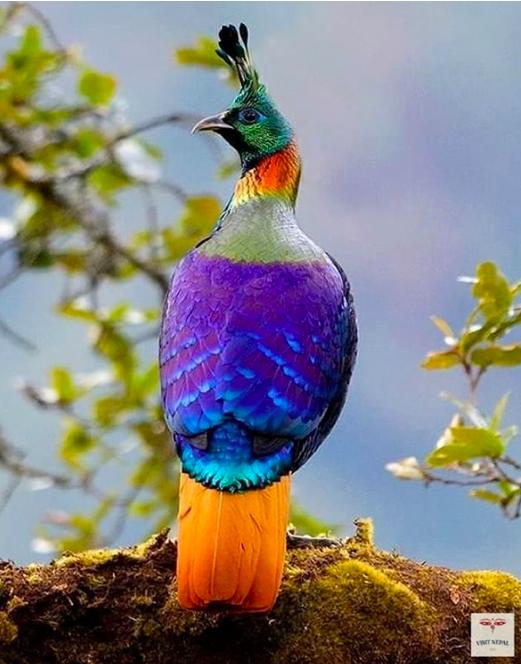 Explosion de couleurs les plus beaux oiseaux du monde GeorgSamel